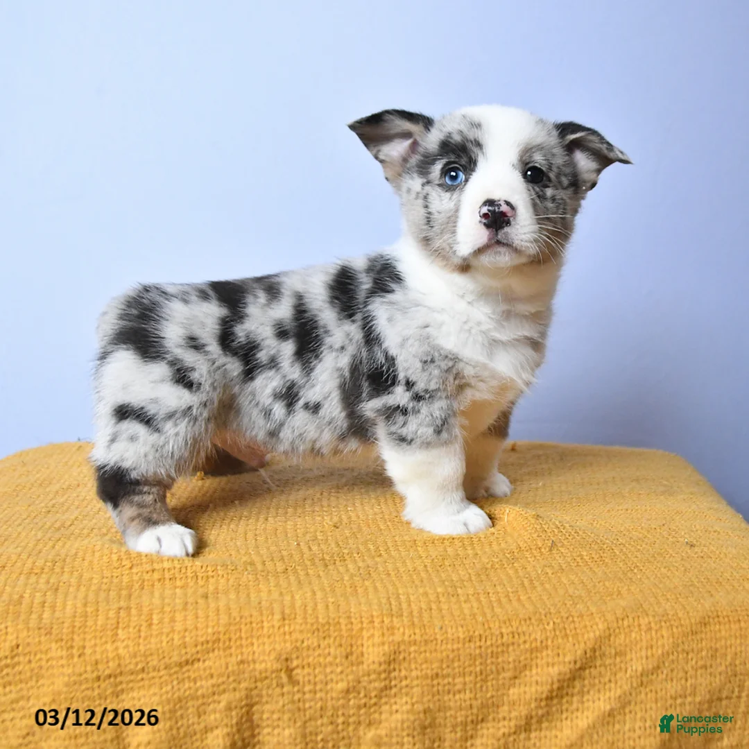 Welsh Corgi Pembroke dogs for sale: Wells - Ad 1