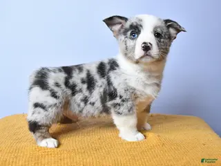 Welsh Corgi Pembroke dogs for sale: Wells - Ad 1