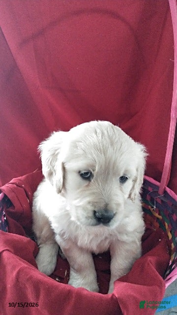 Golden Retriever dogs Ashely - Ad 2