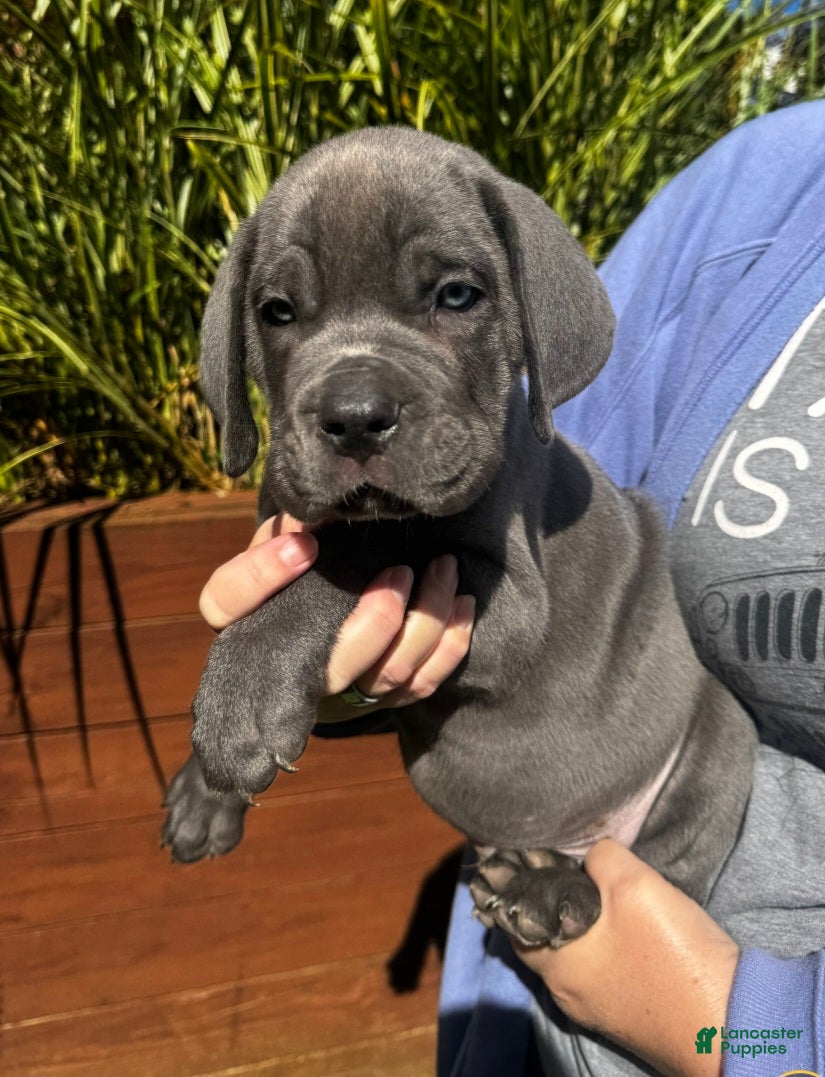 Cane Corso dogs Cane Corso Blue Collar - Ad 24