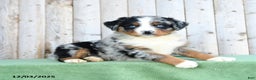 Australian Shepherd dogs for sale: Daryl - Ad 3