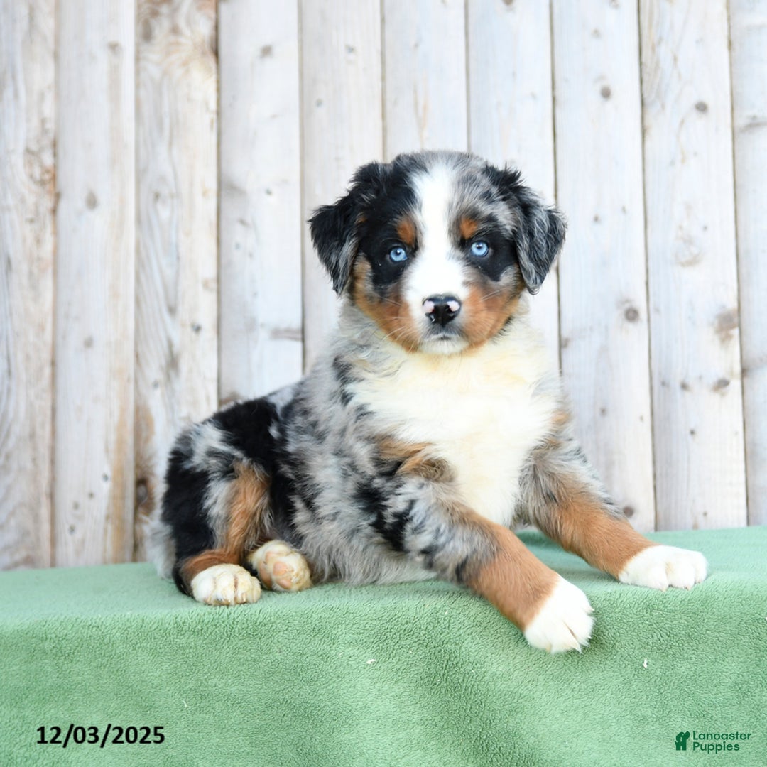 Australian Shepherd dogs for sale: Daryl - Ad 3