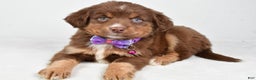 Miniature Australian Shepherd dogs for sale: Robin - Ad 7
