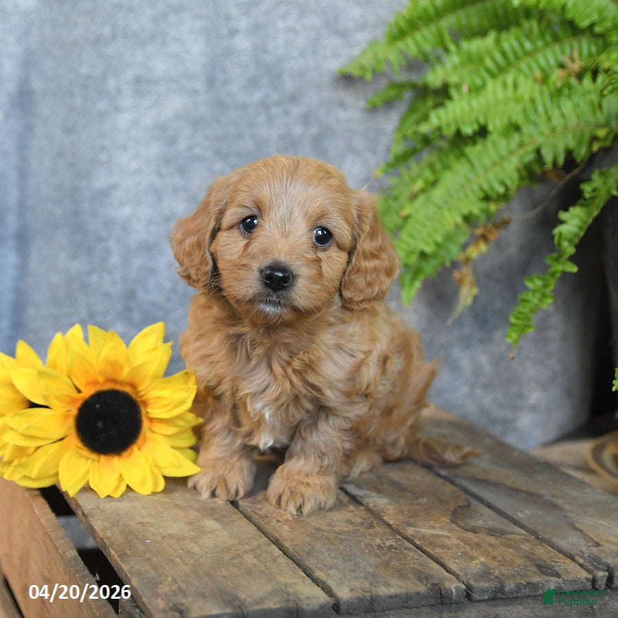 Cavachon dogs Karmel - Ad 2