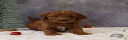 Mini Goldendoodle dogs for sale: Milo - Ad 1