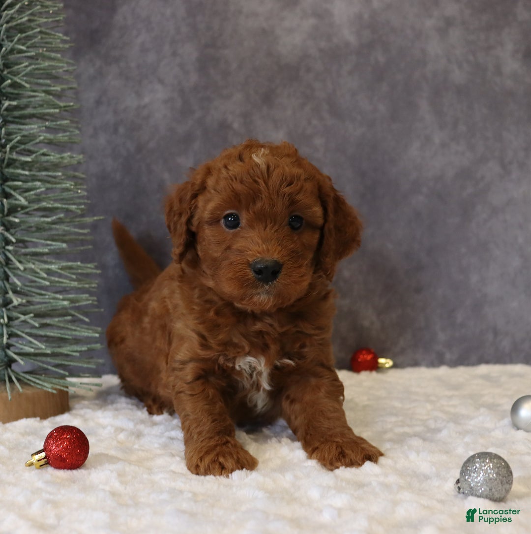 Mini Goldendoodle dogs for sale: Milo - Ad 1