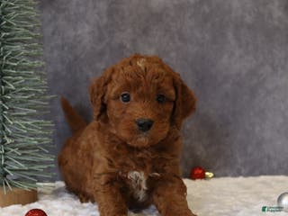 Mini Goldendoodle dogs Milo - Ad 30