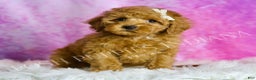 Miniature Poodle dogs for sale: Peony - Ad 1
