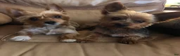 Yorkshire Terrier dogs for sale: Yorkshire Terrier 1 - Ad 2
