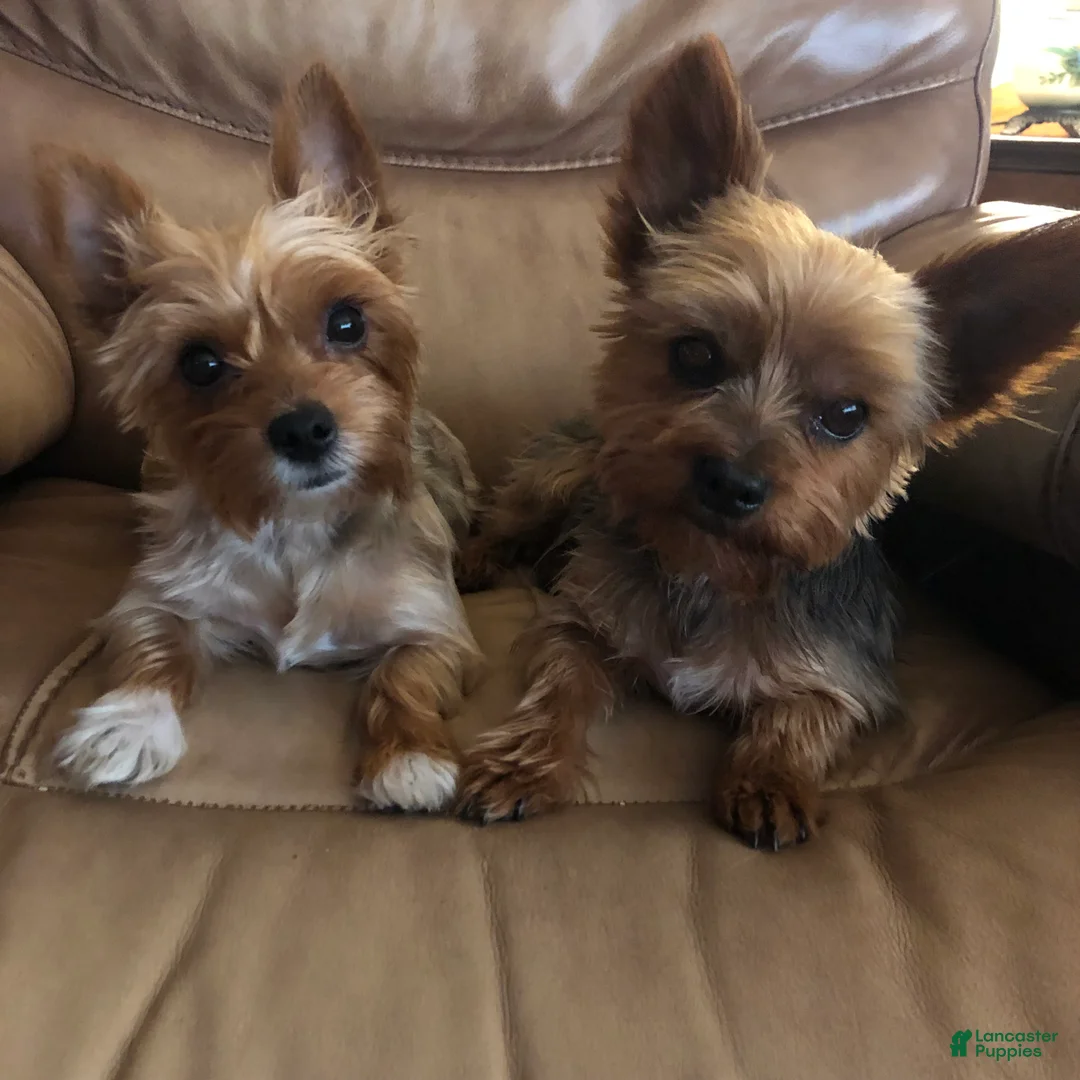 Yorkshire Terrier dogs for sale: Yorkshire Terrier 1 - Ad 2