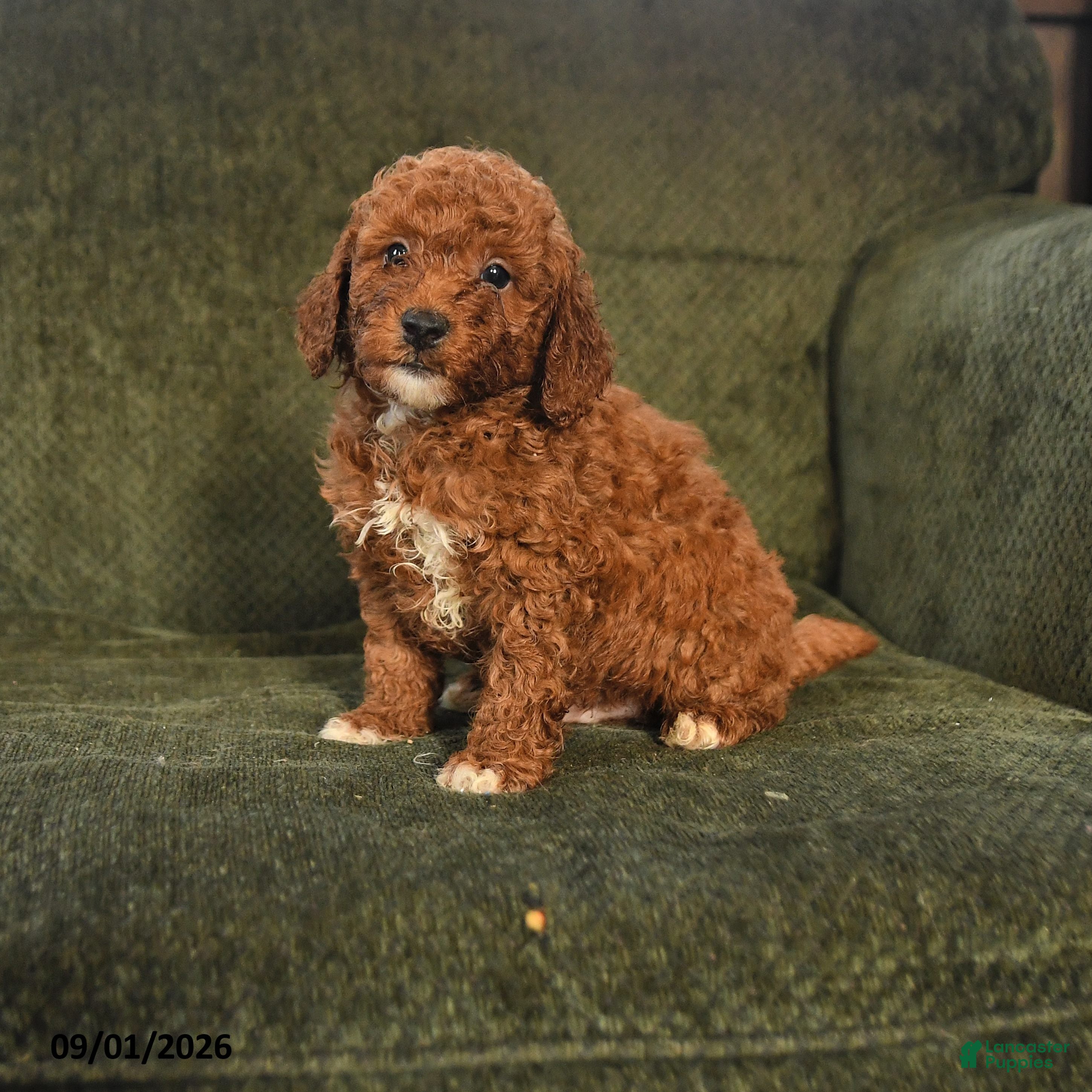 Miniature Poodle dogs Hugo - Ad 1