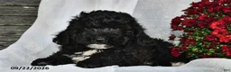 Shihpoo dogs for sale: Master  - Ad 2