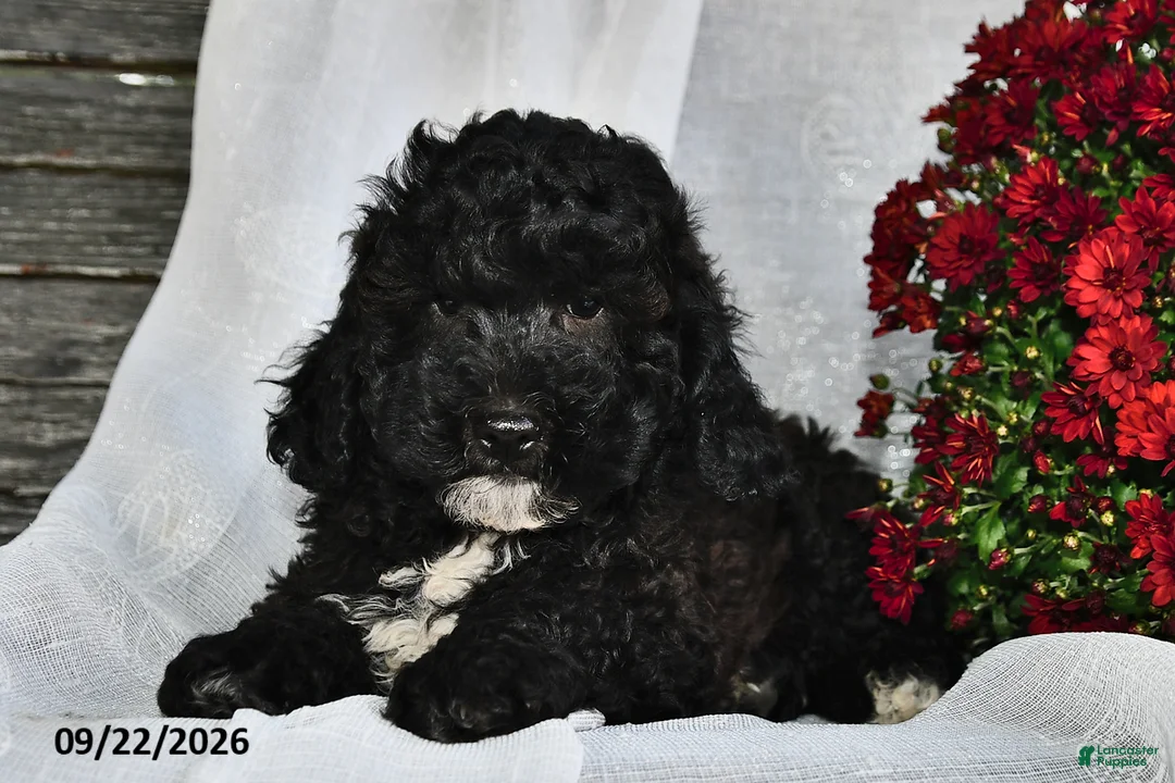 Shihpoo dogs for sale: Master  - Ad 2