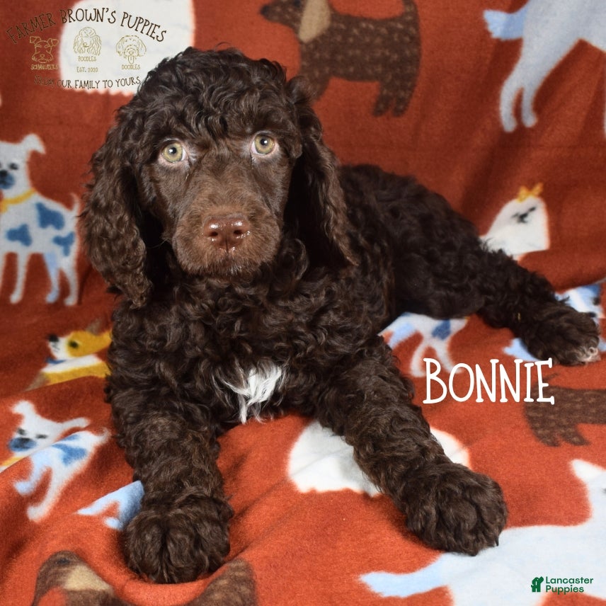 Mixed Breed dogs Bonnie - Ad 1