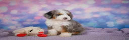 Mini Bernedoodle dogs for sale: Sandy - Ad 6
