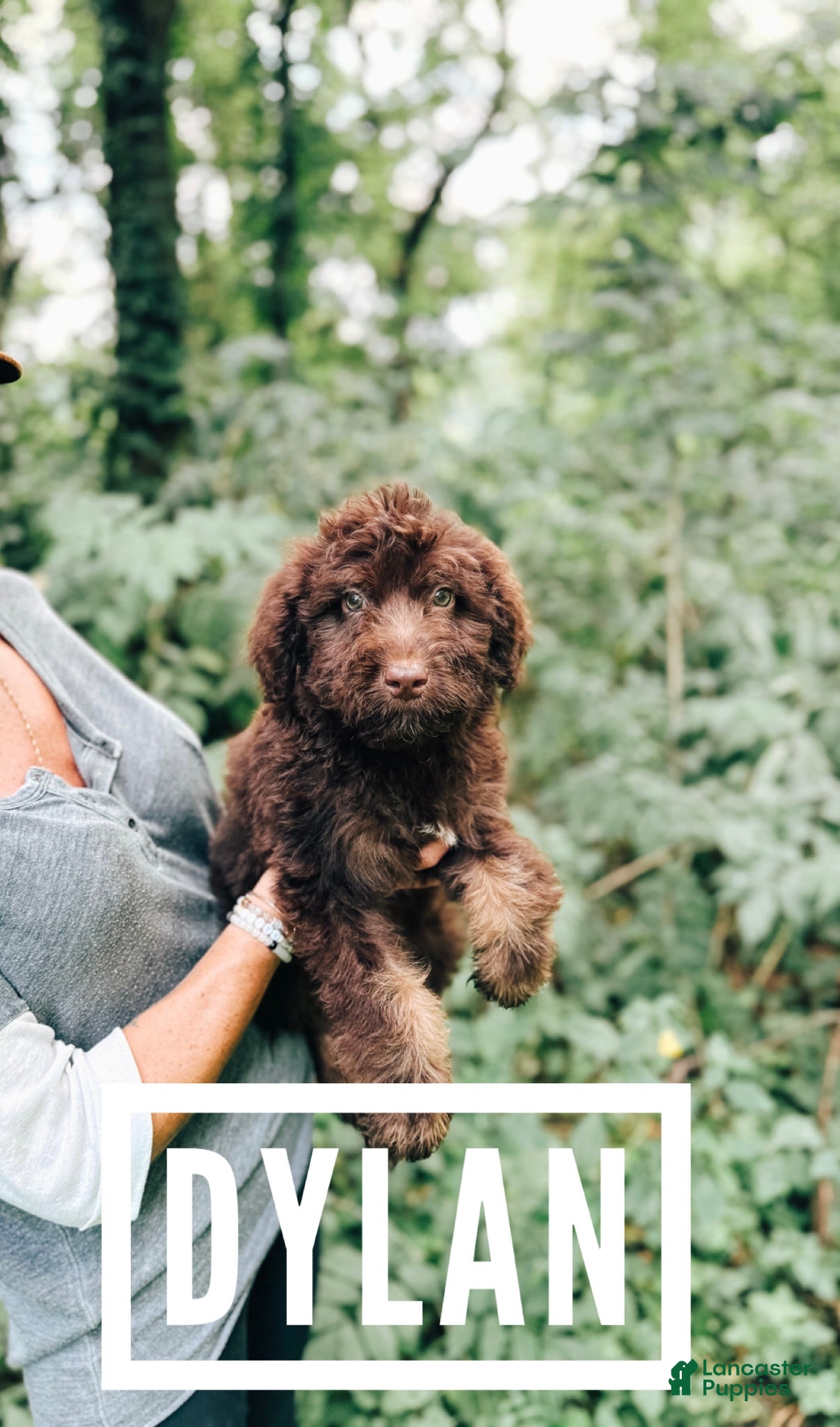 Aussiedoodle dogs Dylan  - Ad 33