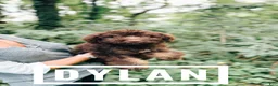 Aussiedoodle dogs for sale: Dylan  - Ad 1