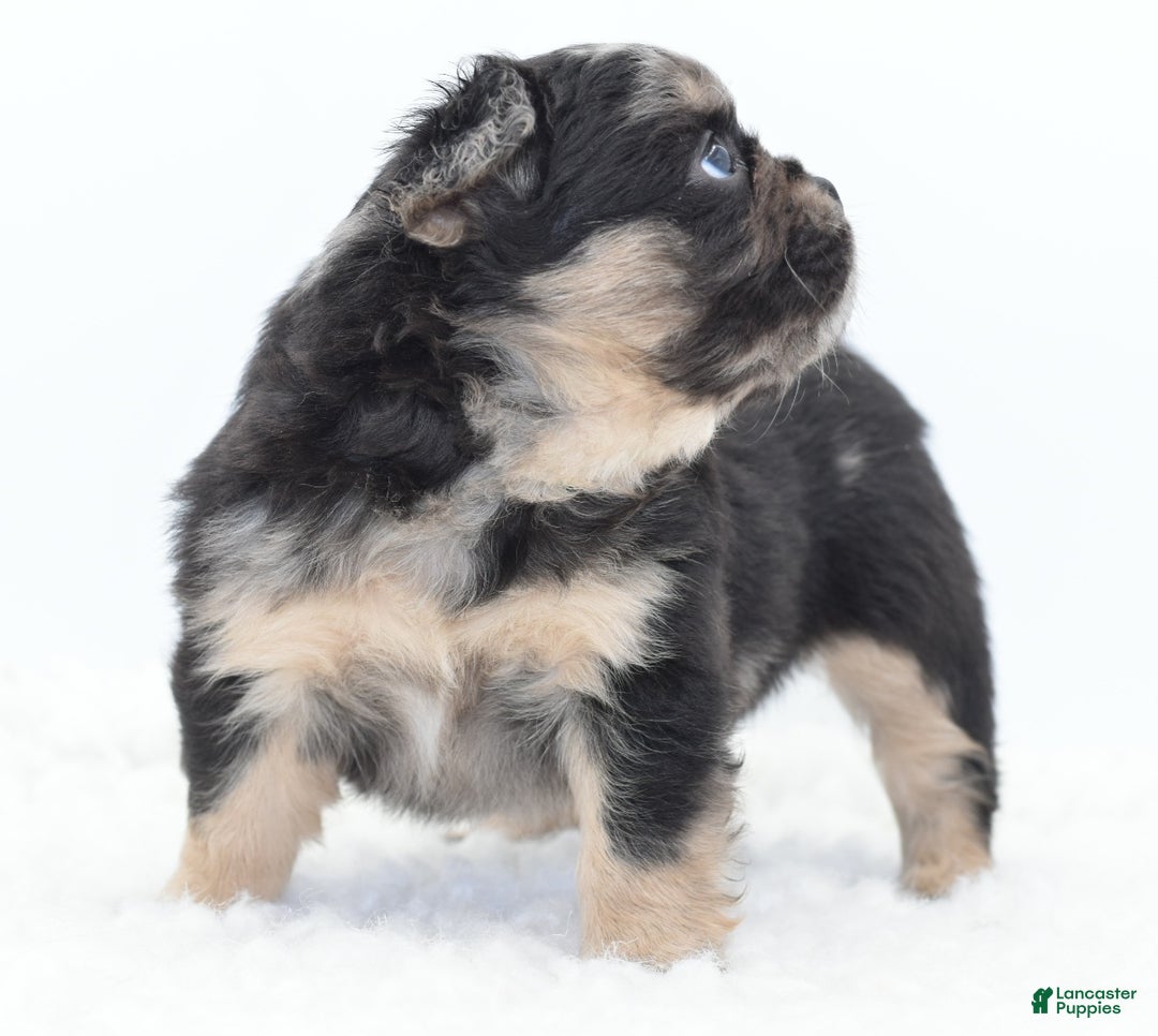 Mixed Breed dogs for sale: Chuck chocolate tri-color fluffy  - Ad 13
