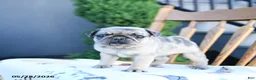 Pug dogs for sale: Lucy - Ad 2