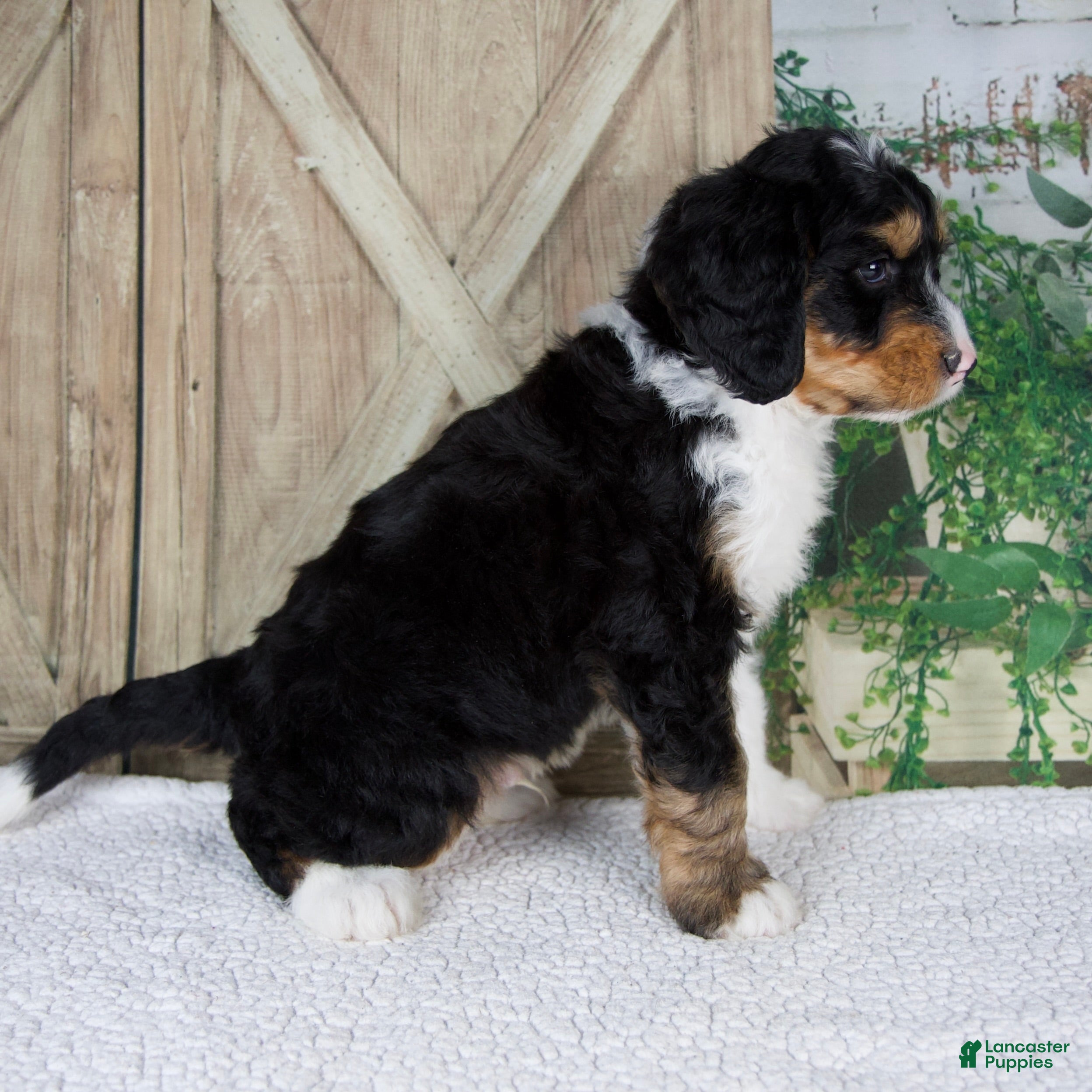 Mini Bernedoodle dogs Tobias - Ad 2