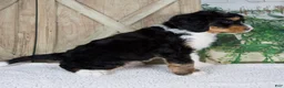 Mini Bernedoodle dogs for sale: Tobias - Ad 2