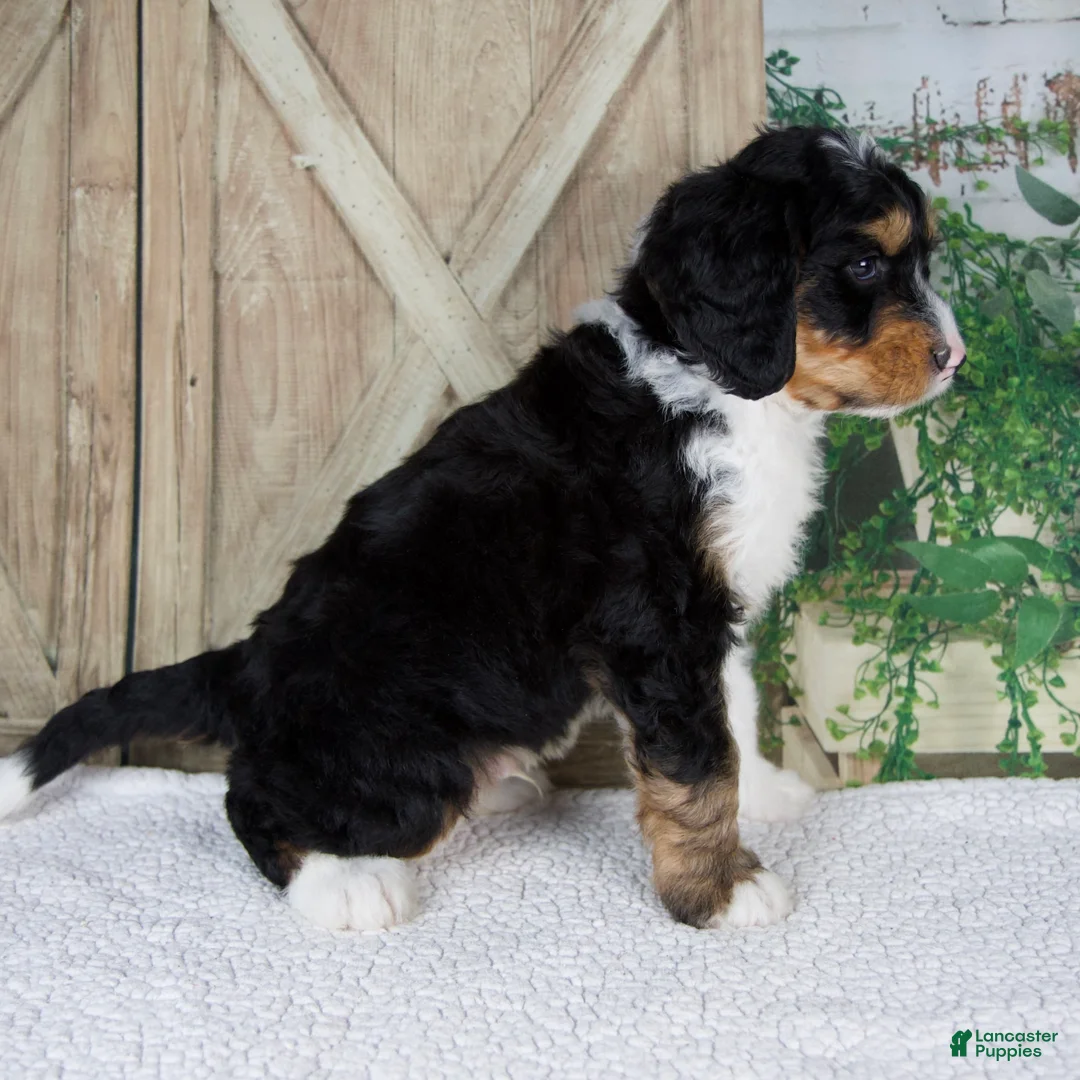 Mini Bernedoodle dogs for sale: Tobias - Ad 2