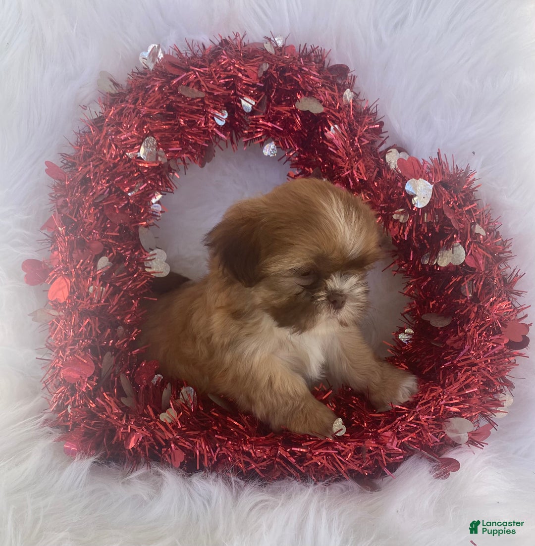 Mixed Breed dogs for sale: Clay - Ad 4