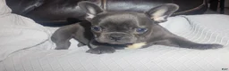 French Bulldog dogs for sale: Sasha - Ad 4