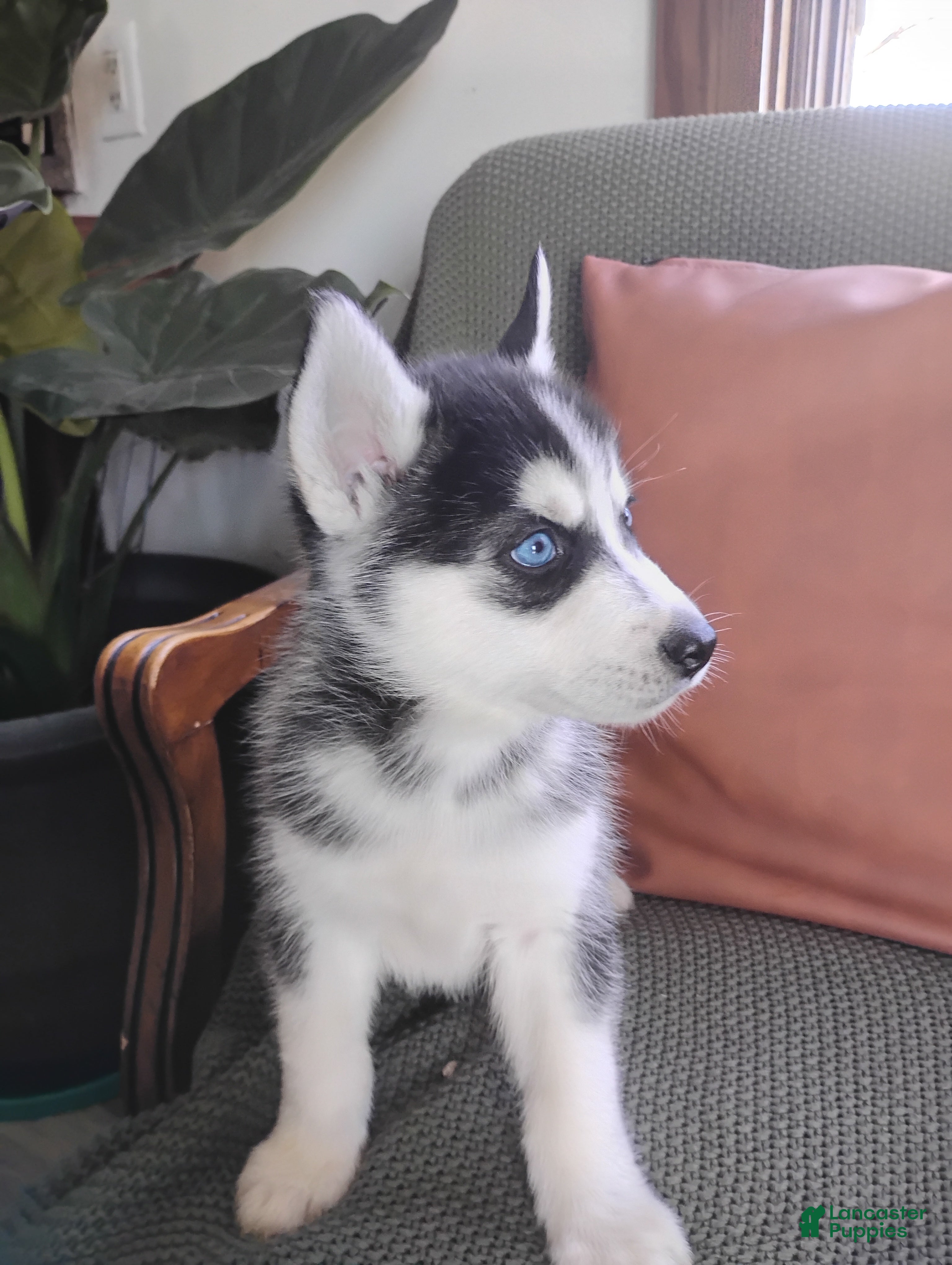 Siberian Husky dogs Oreo  - Ad 25