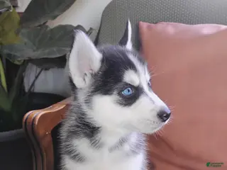 Siberian Husky dogs for sale: Oreo - Ad 1