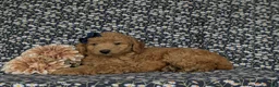 Miniature Poodle dogs for sale: Shiloh - Ad 5