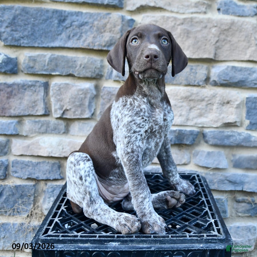 German Shorthaired Pointer dogs Haven - Ad 1