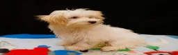 Maltipoo dogs for sale: Sandra - Ad 4