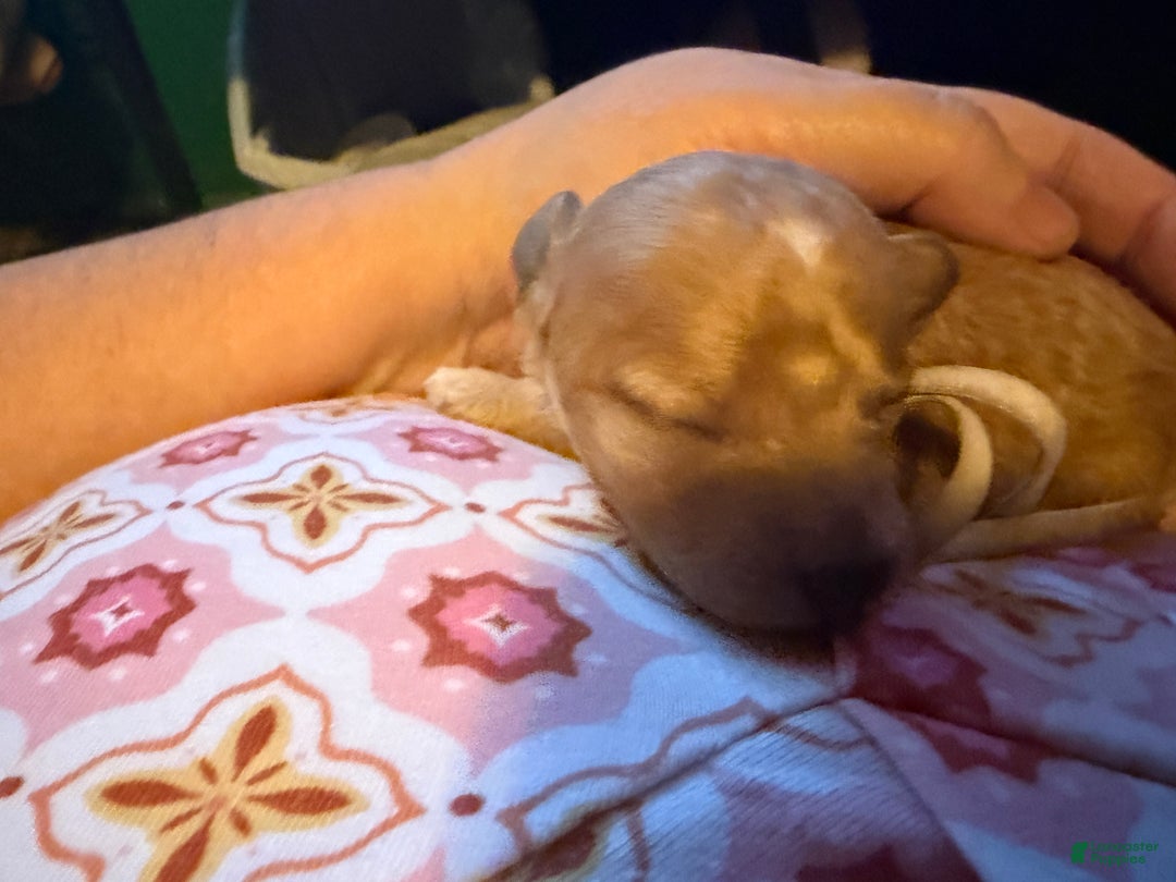 Miniature Poodle dogs for sale: AKC Miniature Poodle Puppy White - Ad 6