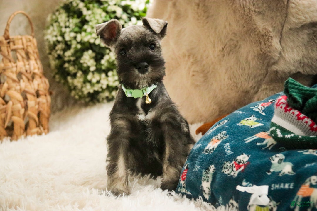 Miniature Schnauzer dogs for sale: Miles - Ad 9