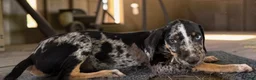 Catahoula Leopard Dog dogs for sale: Gypsie 2026 Male 3 - Ad 4