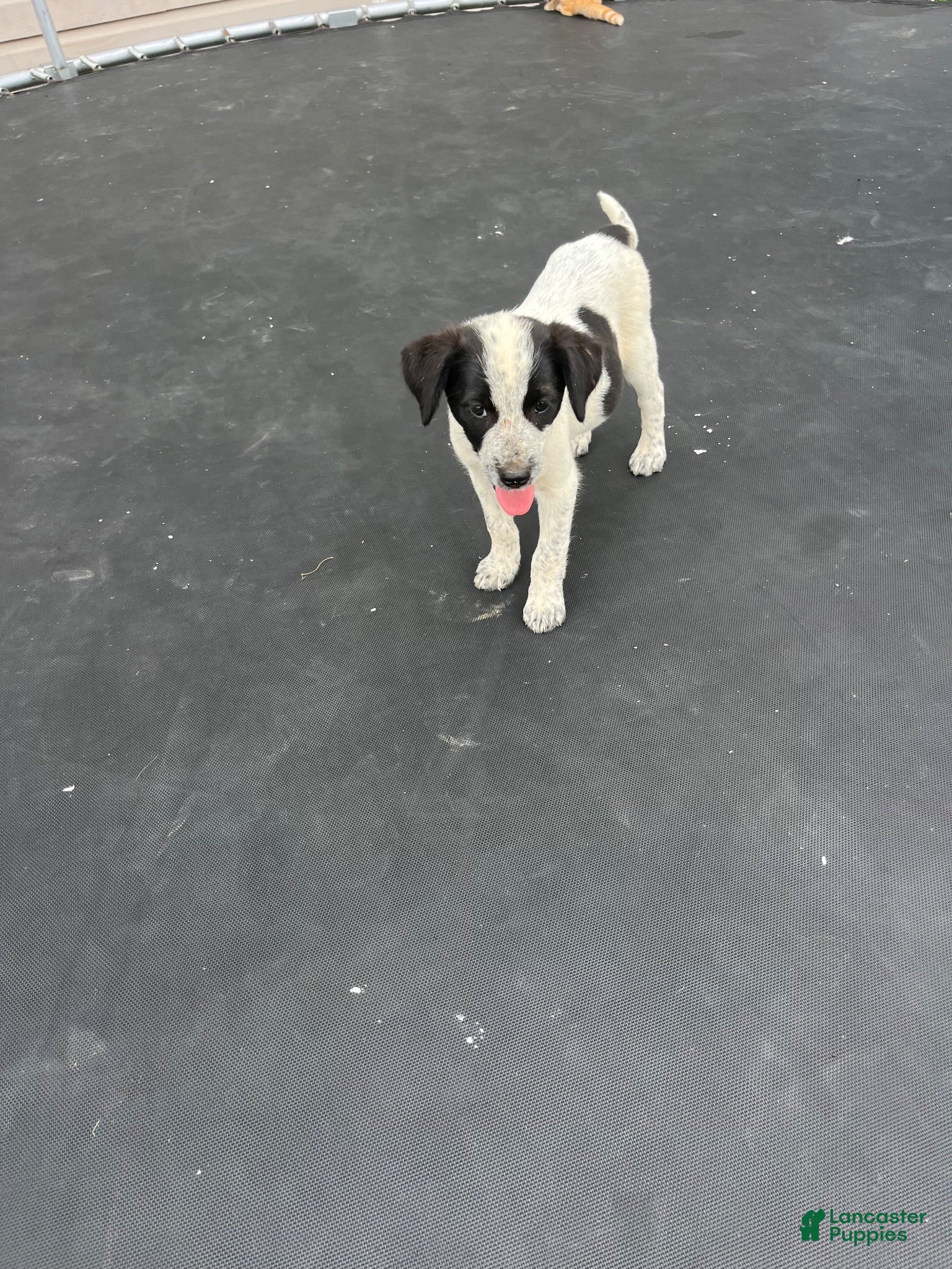 Mixed Breed dogs Mixed Breed 1 - Ad 31