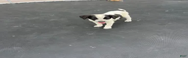 Mixed Breed 1