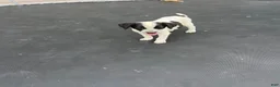 Mixed Breed dogs for sale: Mixed Breed 1 - Ad 1