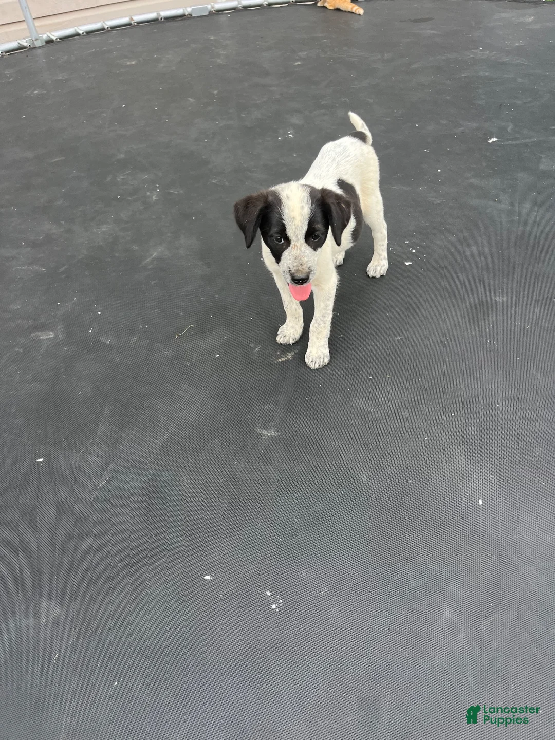 Mixed Breed dogs for sale: Mixed Breed 1 - Ad 1