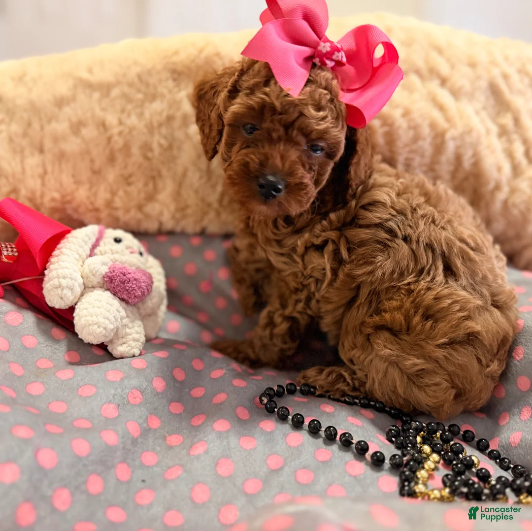 Toy Poodle dogs for sale: Toy Poodle Puppy 2 - Ad 2