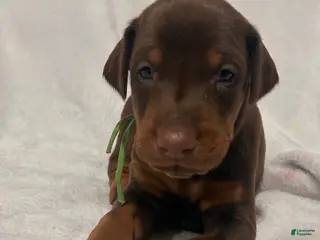 Doberman Pinscher dogs Red boy - Ad 41