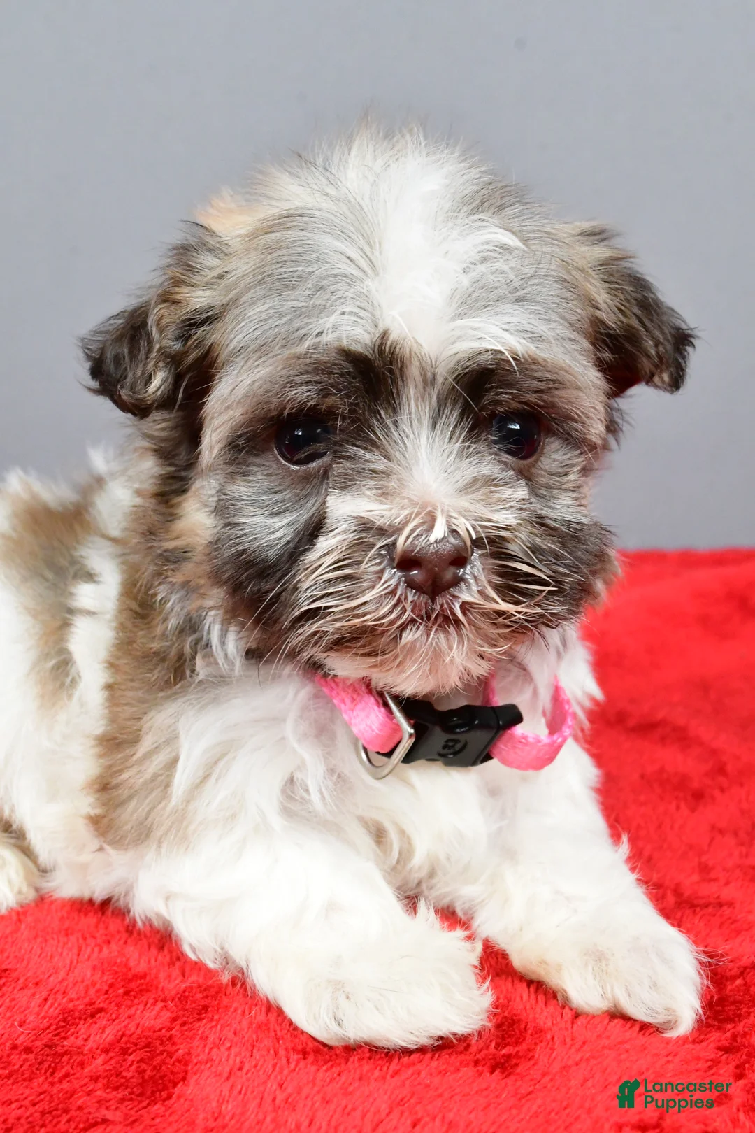 Havanese dogs for sale: Zelda - Ad 3