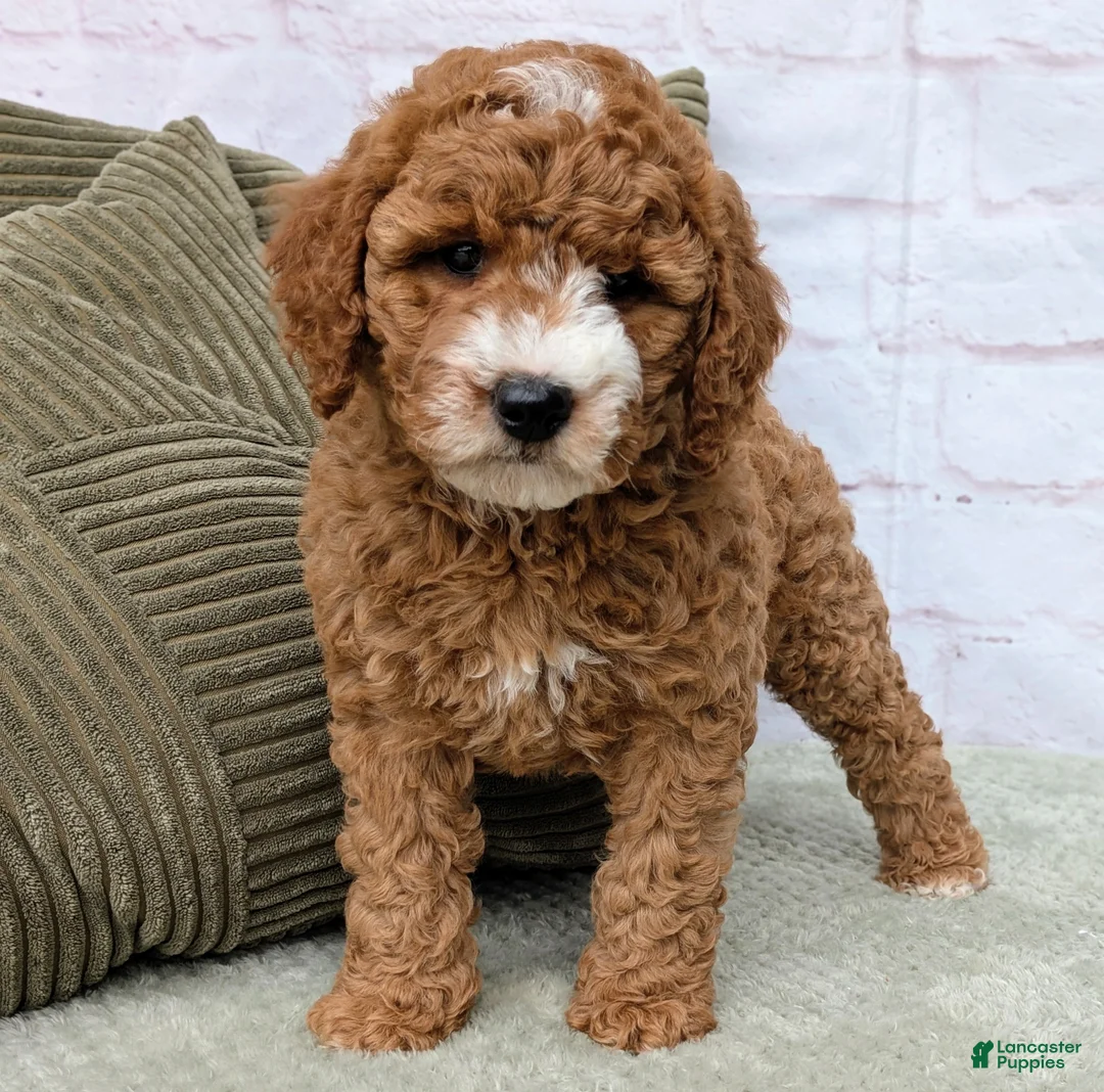 Mini Goldendoodle dogs for sale: Tika - Ad 1
