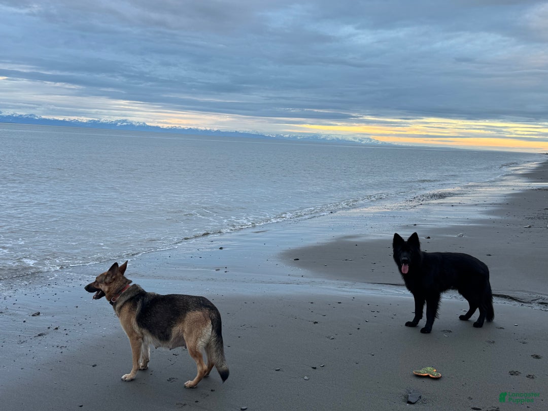 German Shepherd dogs for sale: Summit  - Ad 9