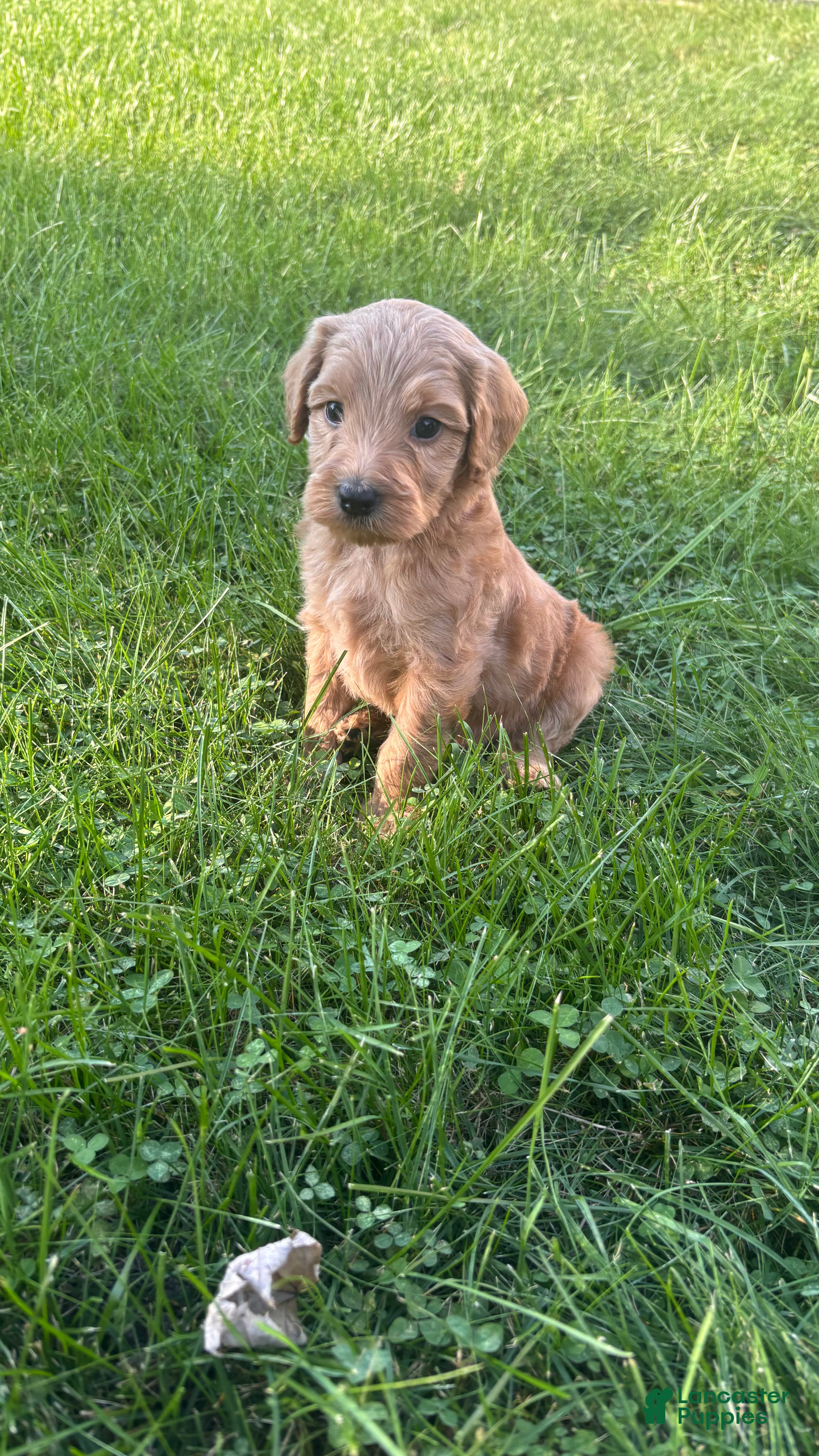 Mini Goldendoodle dogs Lime - Ad 13