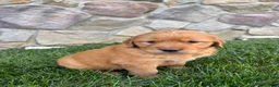 Golden Retriever dogs for sale: Ryder  - Ad 2