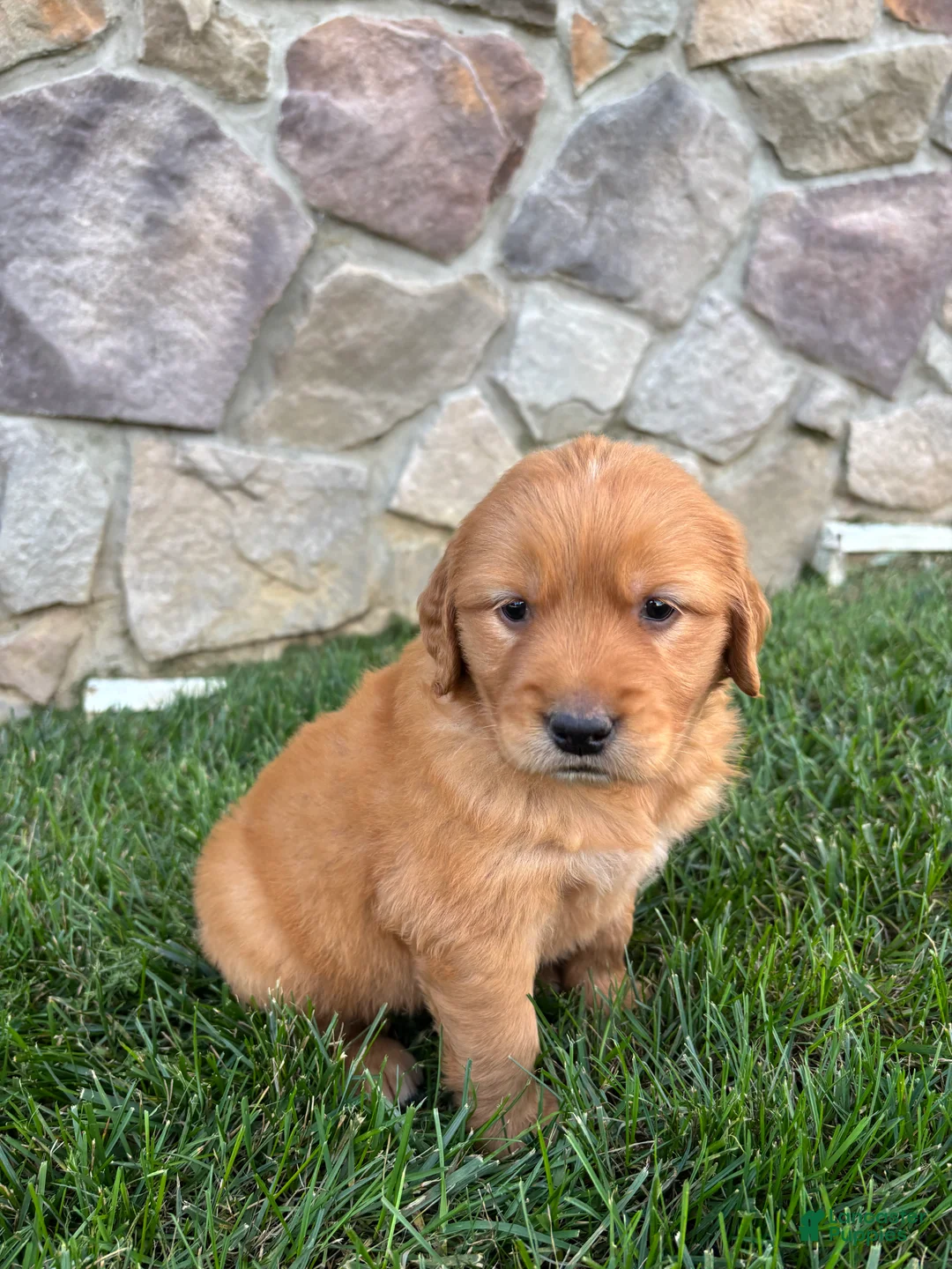 Golden Retriever dogs for sale: Ryder  - Ad 2