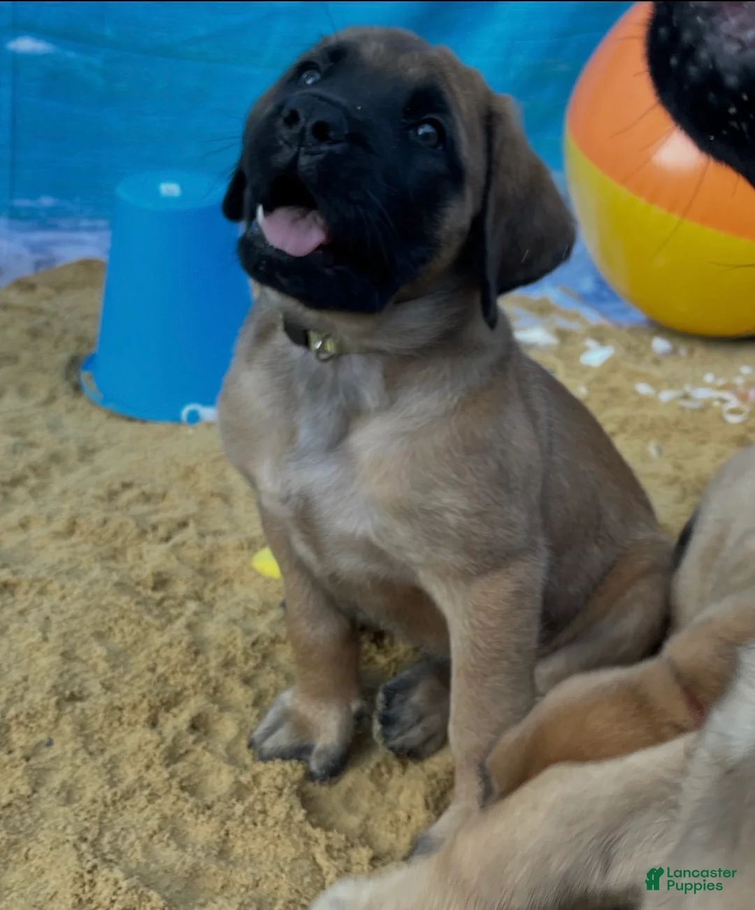 English Mastiff dogs for sale: Shelly  - Ad 1