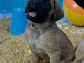 English Mastiff dogs Shelly - Ad 35